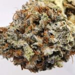 AAAA Blueberry Kush