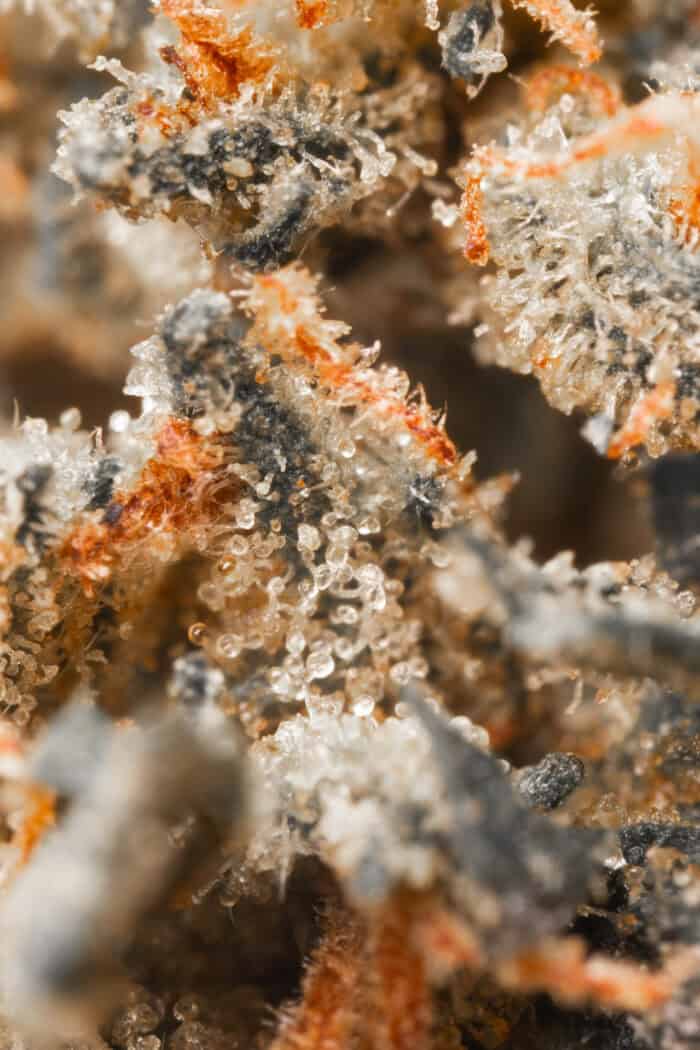 Amnesia Haze_Macro