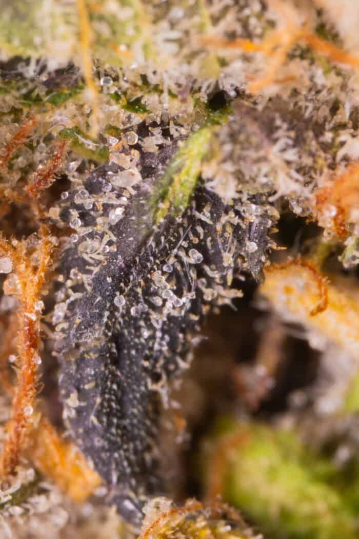 Bubba God_Macro