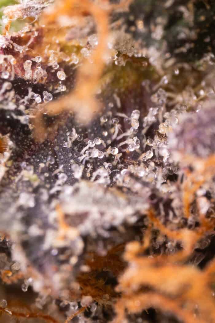 Death Cookies_Macro