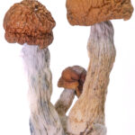Golden Teachers