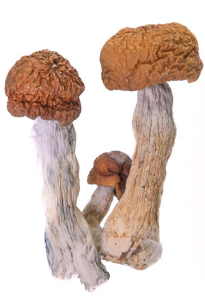Golden Teachers