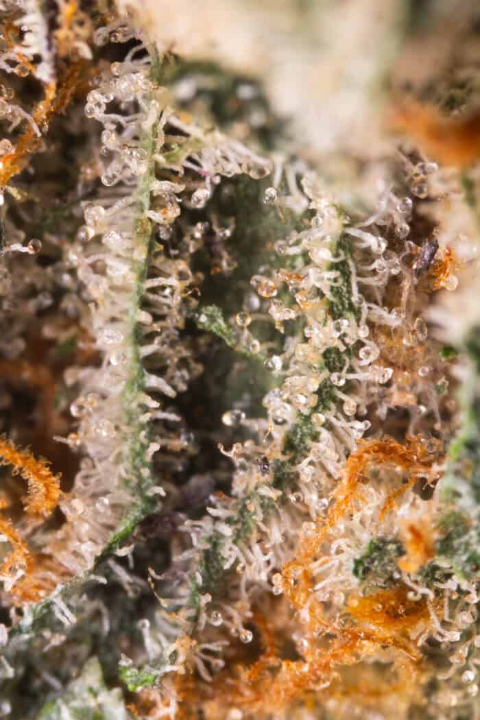 Lemon Gelato_Macro