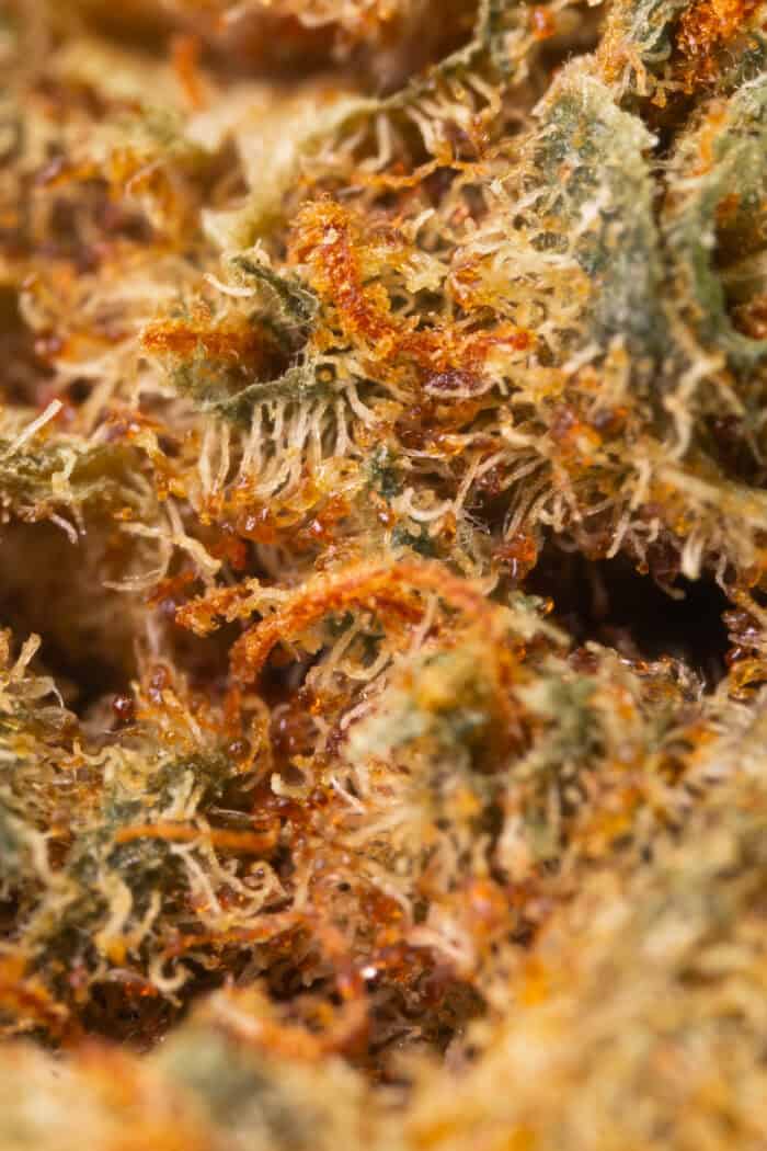Monkey Butter_Macro