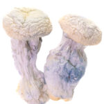 Smurfs