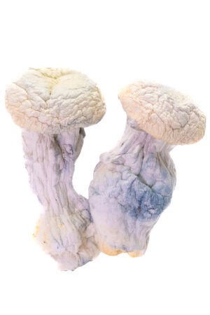 Smurfs