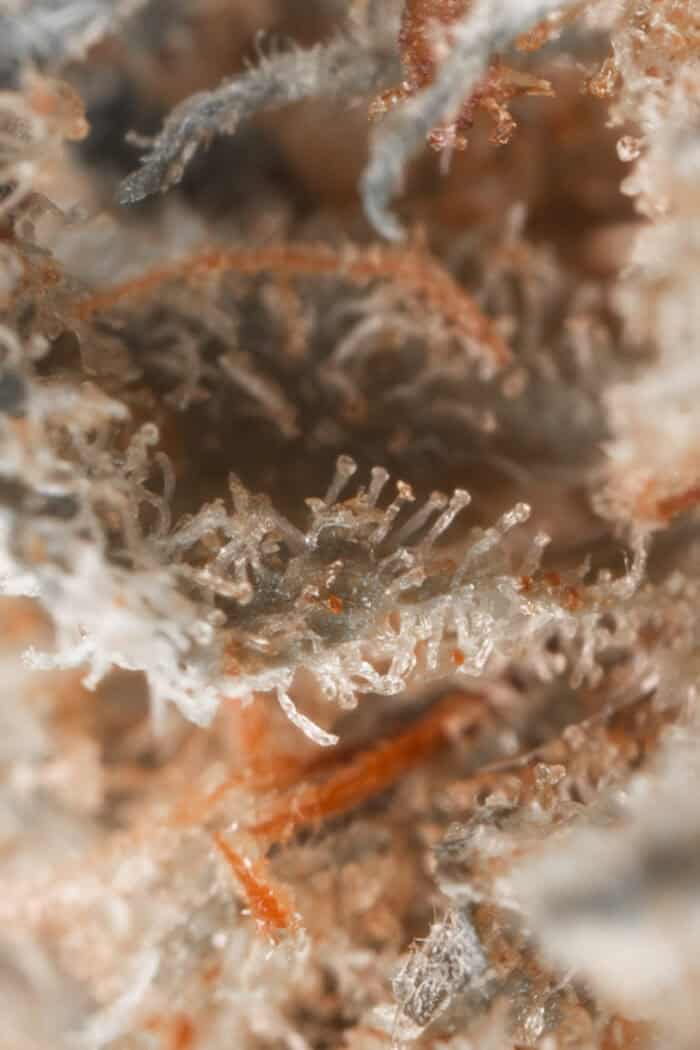 Treasure Island_Macro