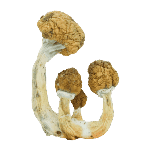 B+ - Magic Mushrooms