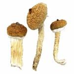 Mix Strain - Magic Mushrooms