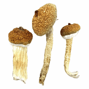 Blue Meanies - Magic Mushrooms