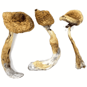 Golden Teachers - Magic Mushrooms