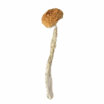 Treasure Coast - Magic Mushrooms