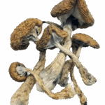 Cambodian Cubensis - Magic Mushrooms