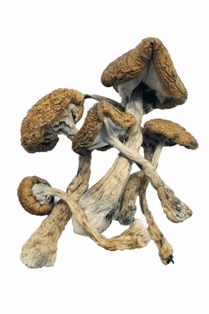 Cambodian Cubensis - Magic Mushrooms